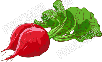水萝卜蔬菜素材
