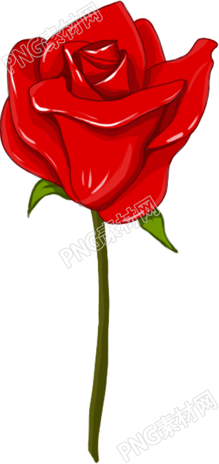鲜艳红色的玫瑰花