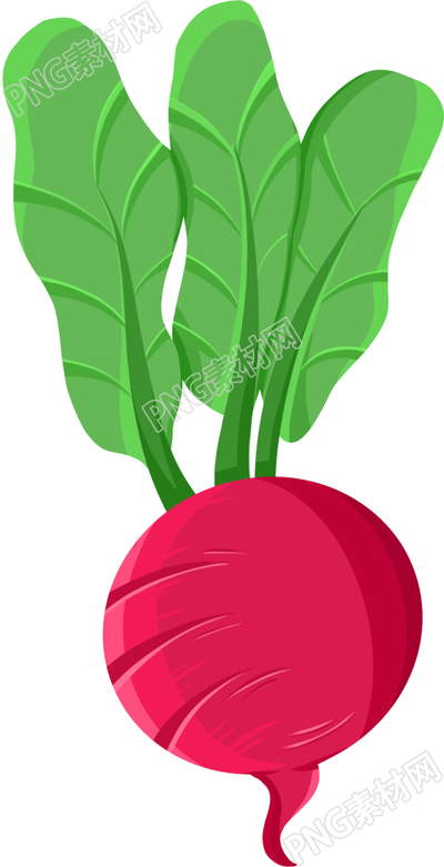 绿色有机蔬菜水萝卜手绘素材