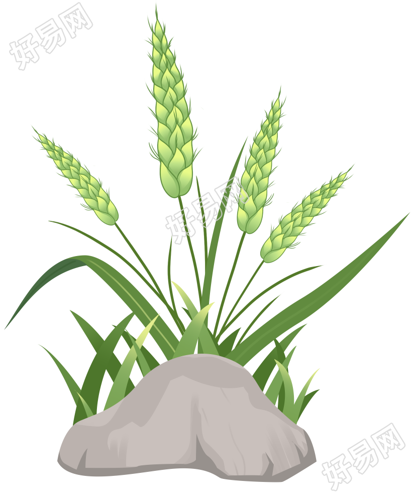 手绘农作物麦子麦穗免抠图片素材