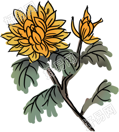 菊花