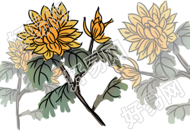 菊花