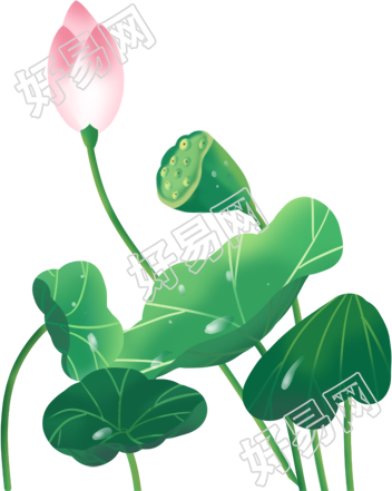 荷花