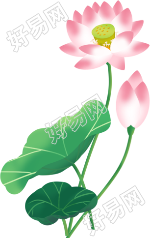 荷花