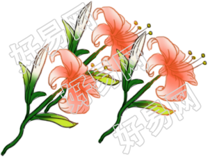 百合花