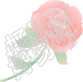 玫瑰花