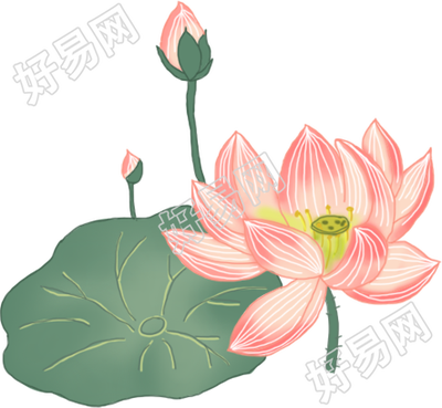 荷花