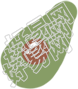 牛油果