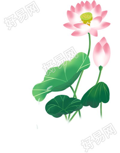 荷花