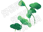 荷叶