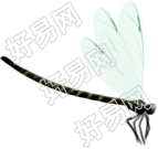 蜻蜓