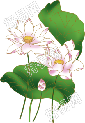 荷花