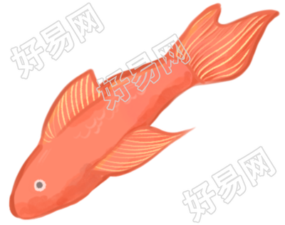 鲤鱼