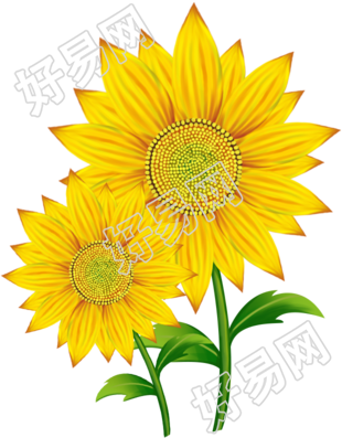 向日葵