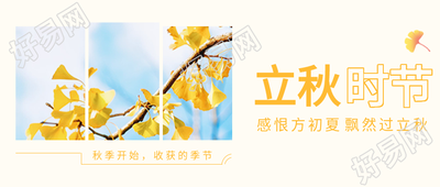 立秋时节银杏收获的季节三图公众号首图