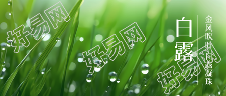带露珠的小草实景白露节气微信公众号首图