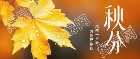 二十四节气秋分枫叶水滴实景微信公众号首图