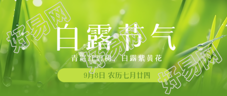 清晨带露珠的小草白露时节微信公众号首图