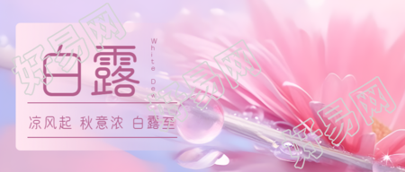 梦幻粉色小雏菊白露节气微信公众号首图