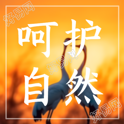 黄昏下的美景动物日呵护自然微信公众号次图