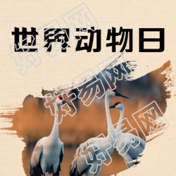丹顶鹤实景世界动物日宣传微信公众号次图