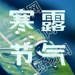 树叶露珠实景24节气寒露微信公众号次图
