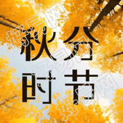 二十四节气秋分银杏林实景微信公众号次图