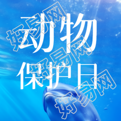 海洋中的海豚动物保护日实景微信公众号次图