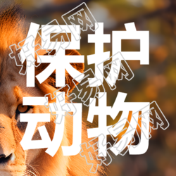保护动物善待动物和谐共生简约微信公众号次图