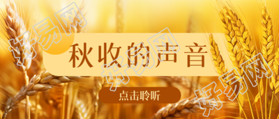 饱满小麦实景秋收的声音微信公众号首图