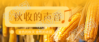 秋收季节金黄色的玉米实景微信公众号首图