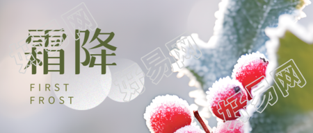 绿叶红果实景霜降节气弥散风微信公众号首图