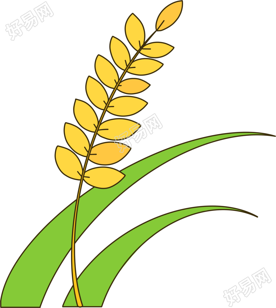 手绘成熟收获的麦穗PNG插画