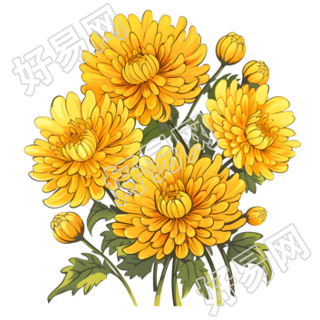 绽放的黄色菊花插图素材