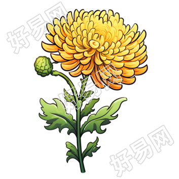 黄色菊花透明背景插画
