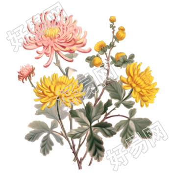 两朵黄色和一朵粉色的菊花元素