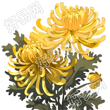 黄色和金色风格的菊花PNG素材
