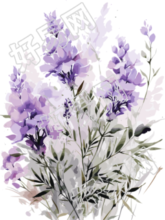 粉紫色薰衣草花卉白底图案素材