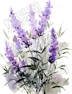 高清花卉薰衣草插画设计