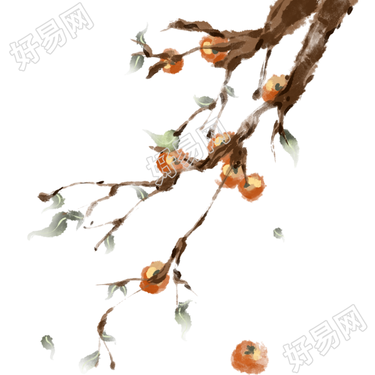 手绘寒露时节挂满枝头的柿子插画