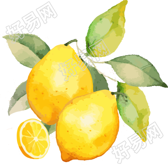逼真柠檬水彩插画素材