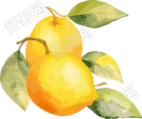 透明背景水彩柠檬插画