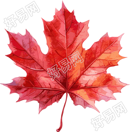 透明背景红色枫叶插画PNG