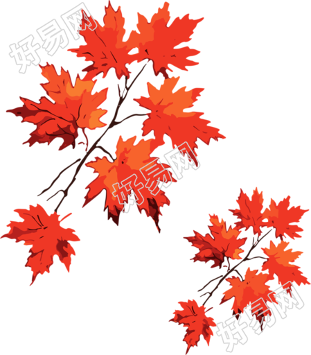 枫叶红彤彤的插画设计素材