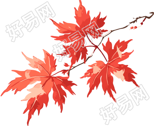 秋天红枫叶插画素材