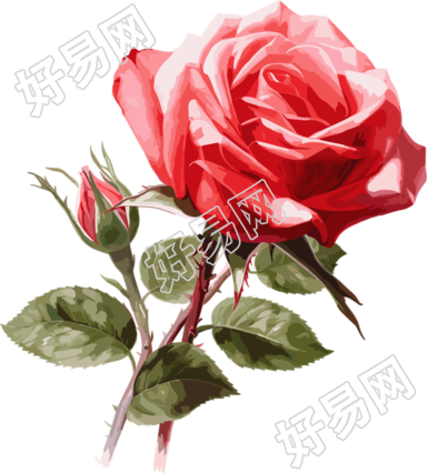白色背景的玫瑰图形设计素材