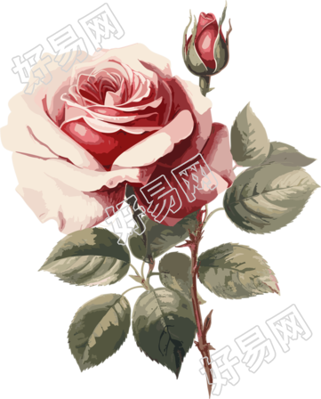 唯美玫瑰美丽花卉插画