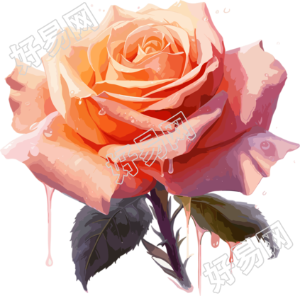 玫瑰花艺术性设计插画
