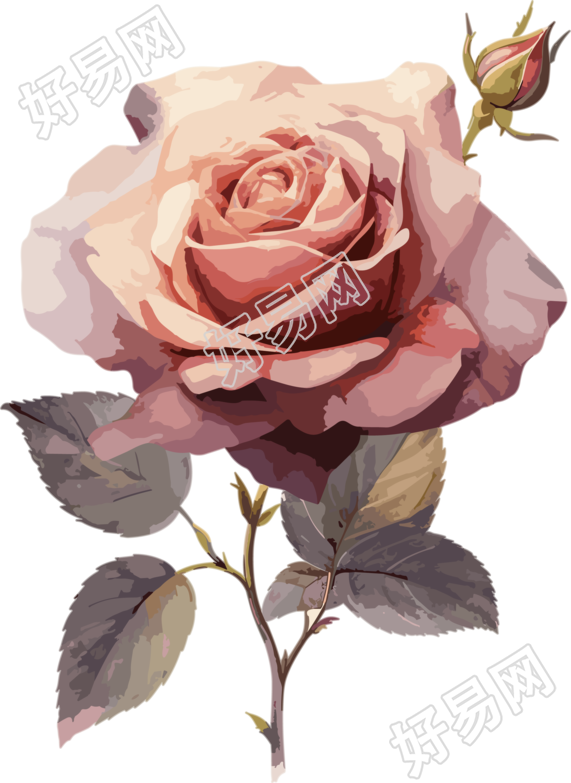 一朵玫瑰花插画素材