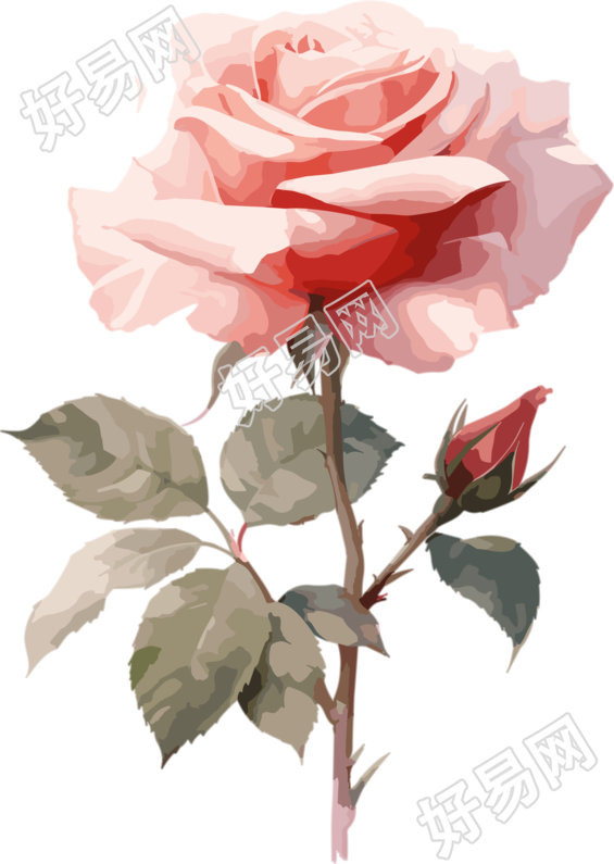 白底插画粉色玫瑰花素材